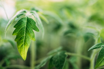 Small Organic Tomato Plant Growing On Garden Bed Plantation In Spring Season. Green Sprout With Leaves. Spring, Concept Of New Life. Agricultural Season