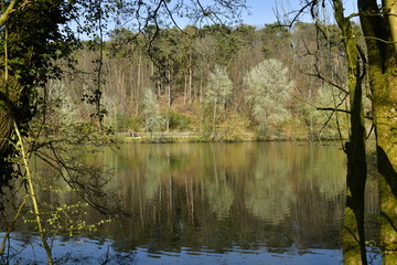 La végétation luxuriante de la forêt de Soignes au début du printemps au grand étang des Clabots au domaine de l'abbaye du Rouge-Cloître à Auderghem 