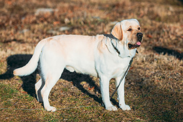 Beautiful White Labrador Lab Dog Outdoor Portrait