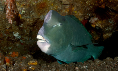 Fototapeta na wymiar Underwater world - Green humphead parrotfish - Bolbometopon muricatum. Liberty wreck. Tulamben, Bali, Indonesia. 