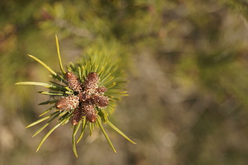Background with buds cone on a pine branch