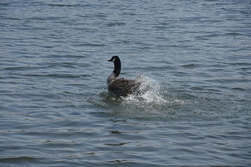 Gesi Kanadyjskie © Iwona