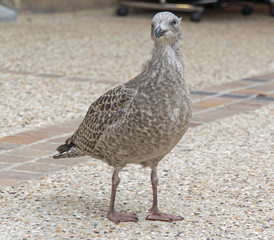 Möwe am Hafen