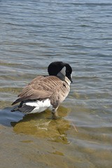 Gesi Kanadyjskie © Iwona