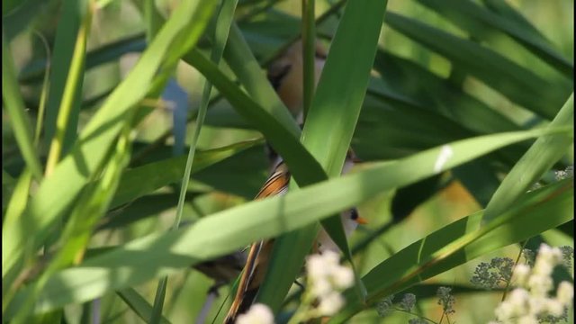 Cute little birds. Green reeds background. Bird: Bearded Reedling. Panurus biarmicus .
