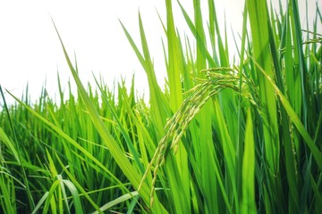 Naklejka premium Asian fresh organic Jasmine Rice in the green paddy rice field on beautiful sunlight and blue sky background.Rustic and Countryside.Food,Agriculture,Nature landscape Concept.Copy space for text. 
