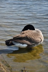 Gesi Kanadyjskie © Iwona