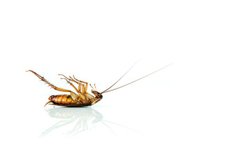 Dead Cockroach on white table with reflection.Contagion the disease, Animal,Plague,Healthy,Home concept of advertisement design.Cockroaches are carriers of contagion the disease.