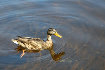 Stockente / Mallard / Anas platyrhynchos..