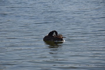 Gesi Kanadyjskie © Iwona