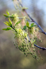 Acer negundo flowering tree branches, amazing green red flowers in bloom, sprintime season