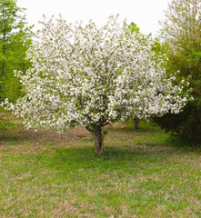 Dogwood Tree With White Blossoms