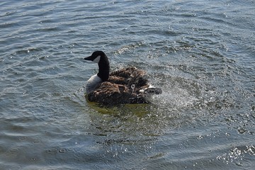 Gesi Kanadyjskie © Iwona