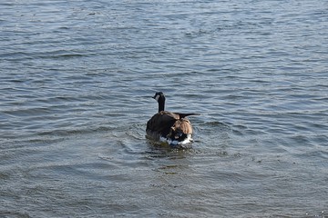 Gesi Kanadyjskie © Iwona