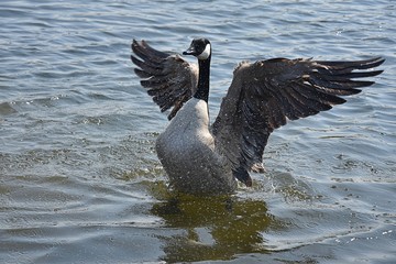 Gesi Kanadyjskie © Iwona