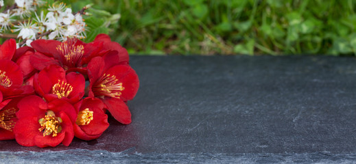 Fototapeta na wymiar red (japanese quince) and white (blackthorn) flowers against dark shale background and gras with space for text