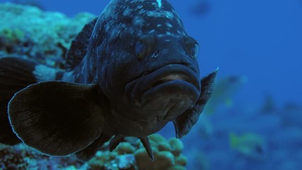 A large white-spotted grouper, Epinephelus coeruleopunctatus, swims in the reef and looks straight into the camera. (Funnily, eyes look like they have a cataract), Maldives, Indian Ocean, slow motion