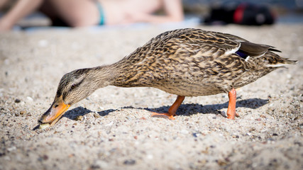 Duck eats on the beach