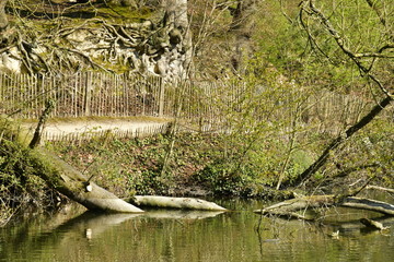 Arbre tombé dans l'eau et racines apparentes d'un hêtre le long du chemin au Grands Etang des Clabots en forêt de Soignes
