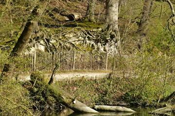 Arbre tombé dans l'eau et racines apparentes d'un hêtre le long du chemin au Grands Etang des Clabots en forêt de Soignes