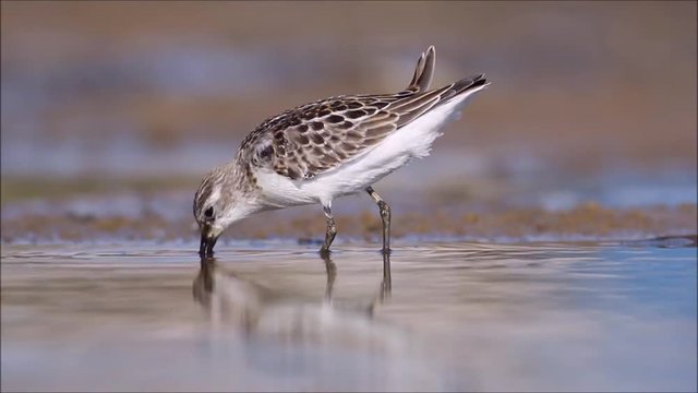 Water bird. Nature background. Bird: Little Stint. Calidris minuta