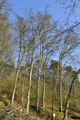 Hêtres majestueux sur une colline à la forêt de Soignes à Auderghem