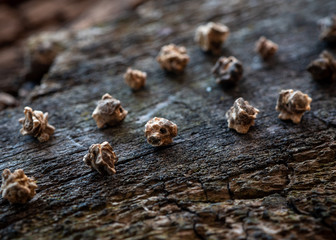Chard seeds closeup on wooden background.