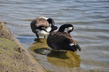 Gesi Kanadyjskie © Iwona