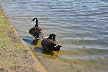 Gesi Kanadyjskie © Iwona