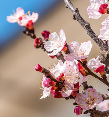 Bee and Pink Fruit Tree Blossoms in Bloom in Southern Italy in Spring
