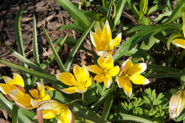 Fototapeta premium Tulips botanical tarda dasystemon yellow flowers