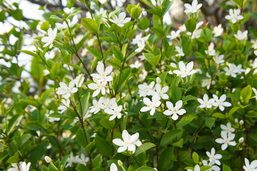Jasmine white flowers shrub background