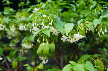 Wrightia religiosa or water jasmine shrub with white flowers