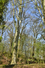 Les hêtres majestueux pas encore en feuille s'élançant vers le ciel bleu au domaine de l'abbaye du Rouge-Cloître à Auderghem