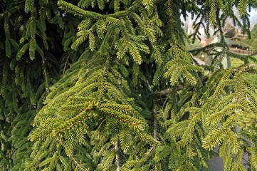 picea orientalis, commonly known as the oriental spruce or caucasian spruce