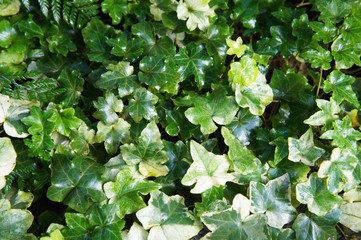 Obraz premium Hedera helix or ivy green leaves background 
