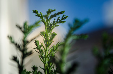 Green plant top in natore with backdrop and background blur in empty space