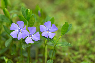 Vinca minor L. - lesser periwinkle, dwarf periwinkle, small periwinkle, common periwinkle, myrtle,...