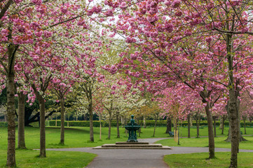 Spring alley through lovely pink cherry trees blooming in Herbert Park, Dublin, Ireland. 