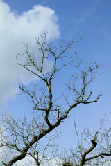 Woodland and Trees.