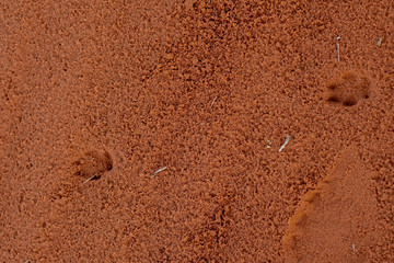 Tierspuren im Sand im Wadi Rum