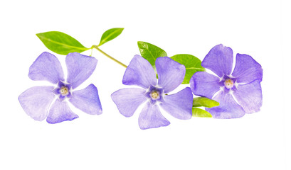 Purple Flower - Beautiful Periwinkle - Vinca minor - Isolated on White Background. blue periwinkle (Vinca minor) isolated on white background. periwinkle flower isolated on white background.