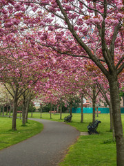 Spring alley through lovely pink cherry trees blooming in Herbert Park, Dublin, Ireland. Empty benches under springtime blossom.