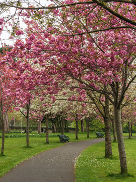 Spring alley through lovely pink cherry trees blooming in Herbert Park, Dublin, Ireland. Springtime blossom.