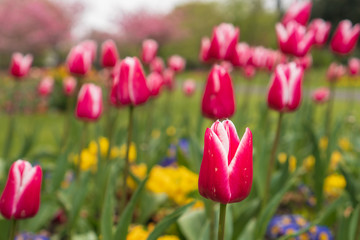 Tulips with red and white petals blooming on a spring day. Colorful springtime background.