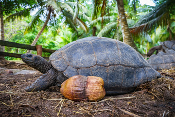 Portrait of a giant tortoise 6