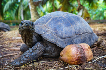 Portrait of a giant tortoise 20