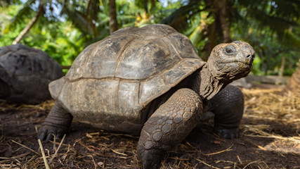 Portrait of a giant tortoise 31