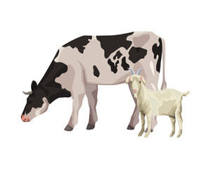 cow and goat