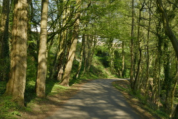 Route en pleine forêt au printemps au domaine de l'abbaye du Rouge-Cloître à Auderghem